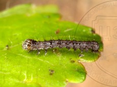 Allophyes oxyacanthae_гусеница I_2